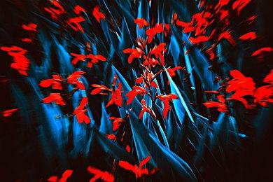 《拳皇全明星》将于月底与《街头霸王6》展开联动